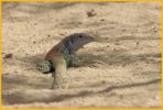 Canyon Spotted Whiptail