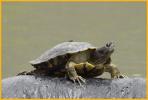 Sonora Mud Turtle