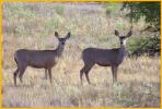 Mule Deer