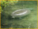 Manatee