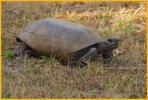 Gopher Tortoise