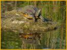 Yellow-bellied Slider Turtle