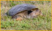 Florida Softshell Turtle