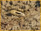Fiddler Crab