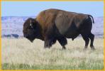 Buffalo