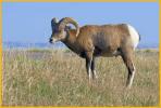 Rocky Mountain Bighorn Sheep Ram