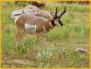 Pronghorn Buck