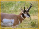 Pronghorn Buck