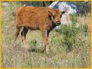 Buffalo Calf