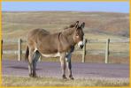 Wild Burro