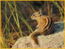 Least Chipmunk