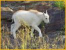 Mountain Goat Kid