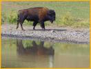 Buffalo