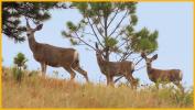 Mule Deer Doe and Fawns