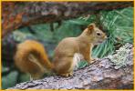 Red Squirrel