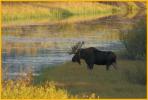 Bull Moose