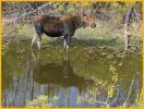 Moose Cow
