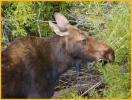 Moose Cow