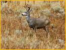 Mule Deer Buck