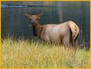 Elk Cow