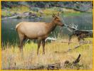 Elk Calf