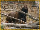 Cinnamon Black Bear