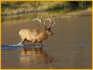 Bull Elk
