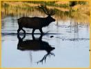 Bull Elk Silouette