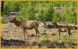 Elk Cow and Calf