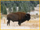 Buffalo in Snow