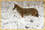 Coyote in Snow