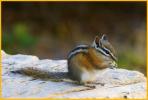 Yellow-pine Chipmunk