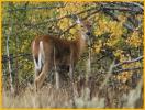 White-tailed Deer Doe