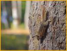Red-tailed Chipmunk