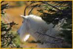 Nanny Mountain Goat