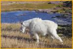 Nanny Mountain Goat