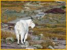 Nanny Mountain Goat