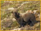 Grizzly Bear