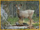 Mule Deer Fawn