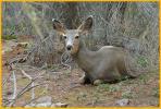 Mule Deer Doe