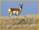 Young Pronghorn Buck