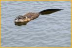 American Beaver