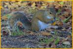 Eastern Gray Squirrel