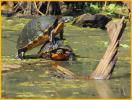 Cooter  and Red-bellied Turtle