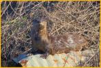 Northern River Otter