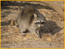 Common Raccoon