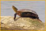Western Painted Turtle