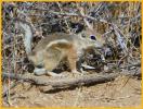 White-tailed Antelope Squirrel