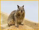California Ground Squirrel
