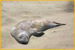 Juvenile Elephant Seals